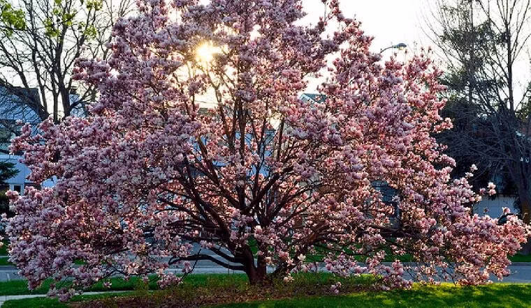 Ngoài ra hoa mộc lan còn là biểu tượng cho sự giàu sang, quý phái nên khi nhìn vào cây hoa này các vị khách ghé thăm nhà cũng biết được quyền lực của chủ nhà. Theo người xưa, vị trí tốt nhất để trồng cây cảnh mộc lan là phía bên phải hoặc bên trái ngôi nhà để cây hoa giúp hút tài lộc, vận khí tốt vào nhà. 