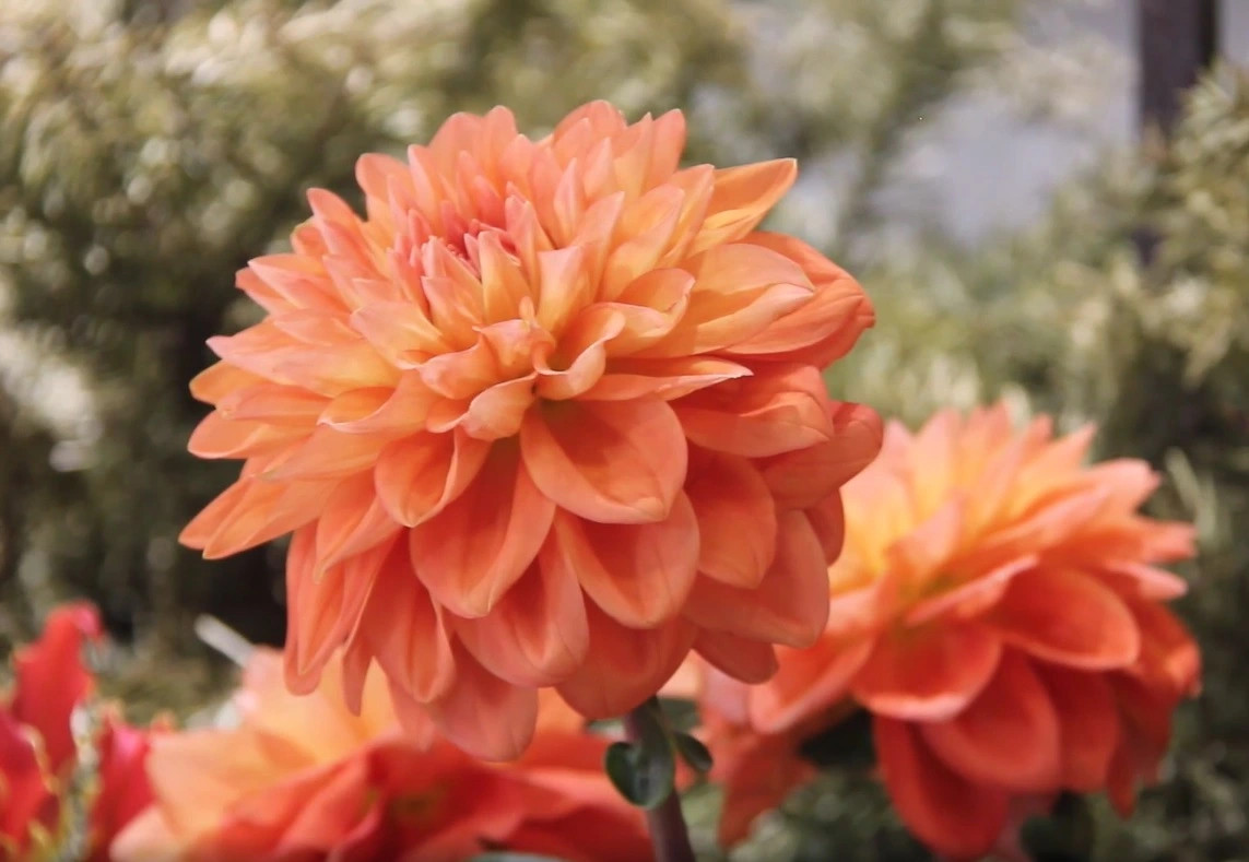 Cây cảnh này thích môi trường sinh trưởng khô ráo và thoáng mát, thích môi trường sinh trưởng có chênh lệch nhiệt độ ngày và đêm lớn, thích ánh sáng mặt trời đầy đủ, nhiệt độ sinh trưởng thích hợp là 10 độ đến 25 độ.