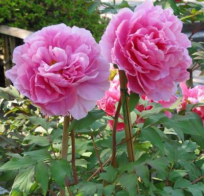  Vào mùa hè, nó cần bóng râm thích hợp. Nếu trồng dưới đất, phải đảm bảo xung quanh không có vật cản ánh sáng, mỗi ngày để cây nhận được hơn 6 giờ ánh sáng.