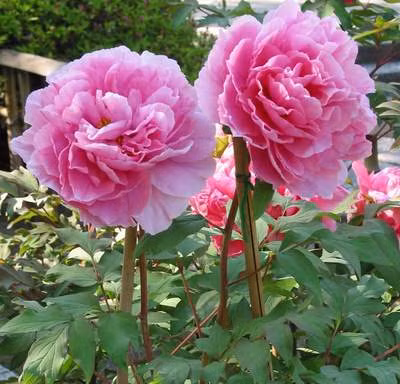  Vào mùa hè, nó cần bóng râm thích hợp. Nếu trồng dưới đất, phải đảm bảo xung quanh không có vật cản ánh sáng, mỗi ngày để cây nhận được hơn 6 giờ ánh sáng.