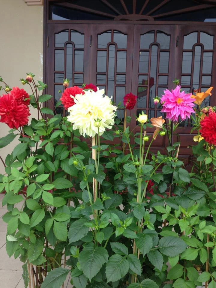 Hoa thược dược rất đẹp, và màu sắc lộng lẫy khiến người ta choáng ngợp. Hoa nở rất to và lộng lẫy, giống như một bông hoa mẫu đơn lớn, thời gian ra hoa của nó siêu dài, màu sắc rất dễ thấy. Theo người xưa, hoa thược dược có ý nghĩa hoá giải những mâu thuẫn trong gia đình, đem lại may mắn và niềm vui cho gia đình bạn.