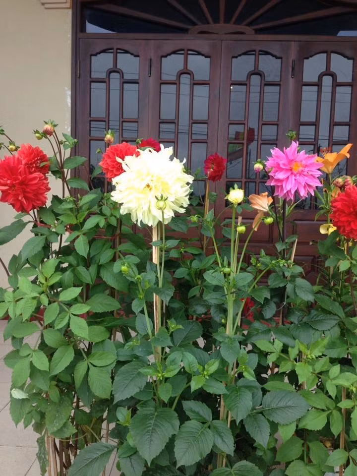 Hoa thược dược rất đẹp, và màu sắc lộng lẫy khiến người ta choáng ngợp. Hoa nở rất to và lộng lẫy, giống như một bông hoa mẫu đơn lớn, thời gian ra hoa của nó siêu dài, màu sắc rất dễ thấy. Theo người xưa, hoa thược dược có ý nghĩa hoá giải những mâu thuẫn trong gia đình, đem lại may mắn và niềm vui cho gia đình bạn.