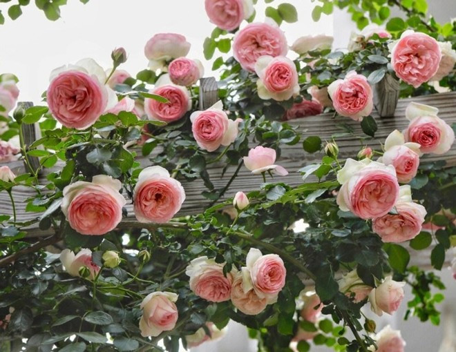  Có nhiều loại hoa hồng, bạn có thể trồng dưới đất, trong chậu, có cây thân gỗ, cây thân bụi, cây thân leo... . Nếu để ý, bạn sẽ nhận thấy một quy luật. Miễn là hoa hồng được trồng dưới đất, nó thường được trồng ở phía trước hoặc sau nhà. Theo người xưa, những bông hoa rực rỡ và tươi tắn, có thể phát triển trong nhiều thập kỷ và hoa rất to, có thể thu hút của cải và tài lộc. 