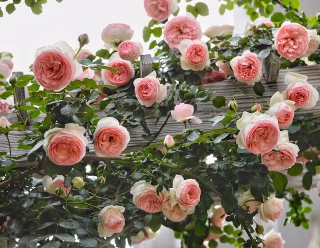  Có nhiều loại hoa hồng, bạn có thể trồng dưới đất, trong chậu, có cây thân gỗ, cây thân bụi, cây thân leo... . Nếu để ý, bạn sẽ nhận thấy một quy luật. Miễn là hoa hồng được trồng dưới đất, nó thường được trồng ở phía trước hoặc sau nhà. Theo người xưa, những bông hoa rực rỡ và tươi tắn, có thể phát triển trong nhiều thập kỷ và hoa rất to, có thể thu hút của cải và tài lộc. 