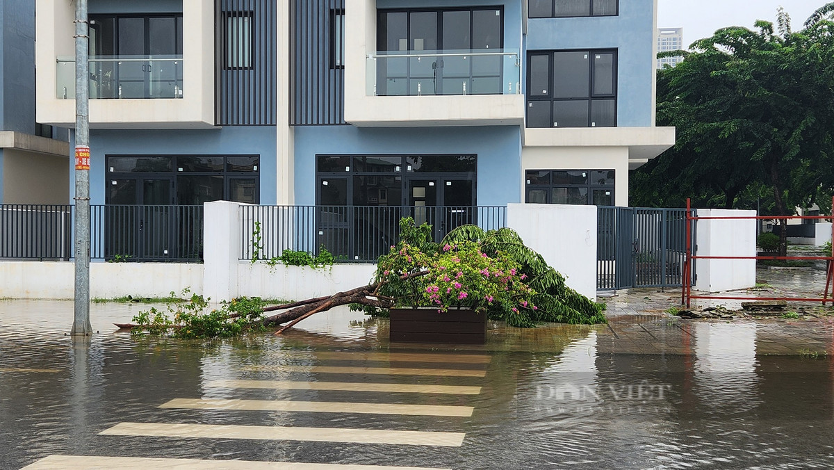 Cây đổ do ảnh hưởng bởi cơn bão số 3 Yagi vẫn chưa được dọn dẹp. Ảnh: Thái Nguyễn