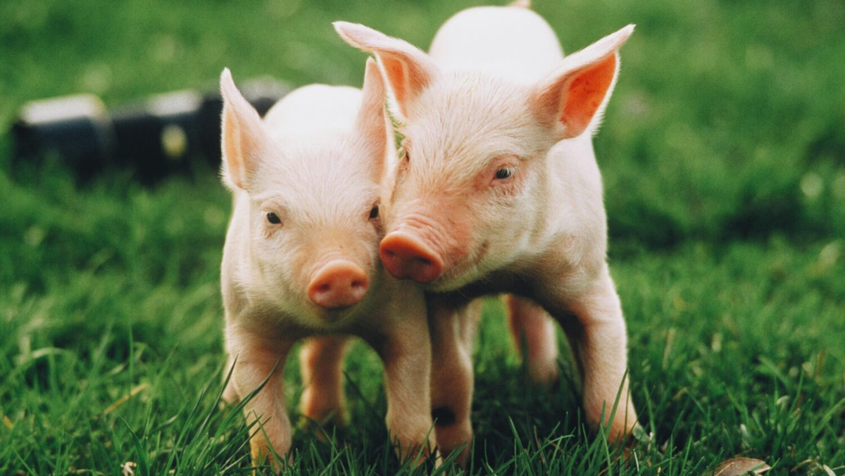  Họ có thể biến tài năng của mình thành sự giàu có thực sự một cách thành công. (Bài viết mang tính chất tham khảo và chiêm nghiệm).