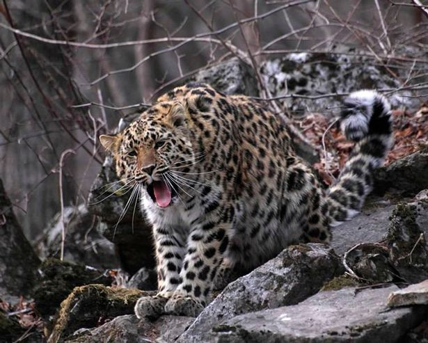  Báo Amur: Báo Amur là biểu tượng loài kiêu sa, đẹp bậc nhất châu Á. Đáng tiếc, chúng đang có nguy cơ biến mất, hiện chỉ còn 60 cá thể ngoài tự nhiên. 