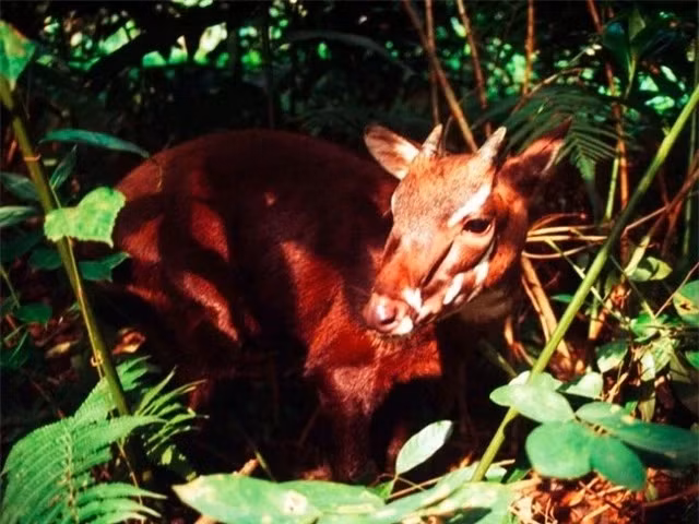 Sao la đang bị đe dọa cực kỳ nghiêm trọng, thậm chí có ý kiến cho rằng nó gần như đã biến mất ở Việt Nam. Nguyên nhân chính là do nạn săn trộm, việc khai phá tự nhiên không biết điểm dừng khiến môi trường sống của sao la bị thu hẹp.