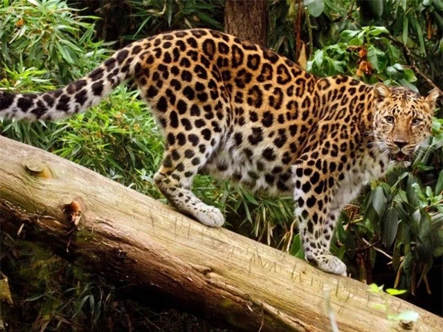 Loài người săn lùng báo Amur để lấy da và lông, đẩy chúng vào cảnh tuyệt chủng ở Trung Quốc và Hàn Quốc. Hiện tại báo Amur chỉ còn ở khu vực sông Amur – Hắc Long Giang của Nga.