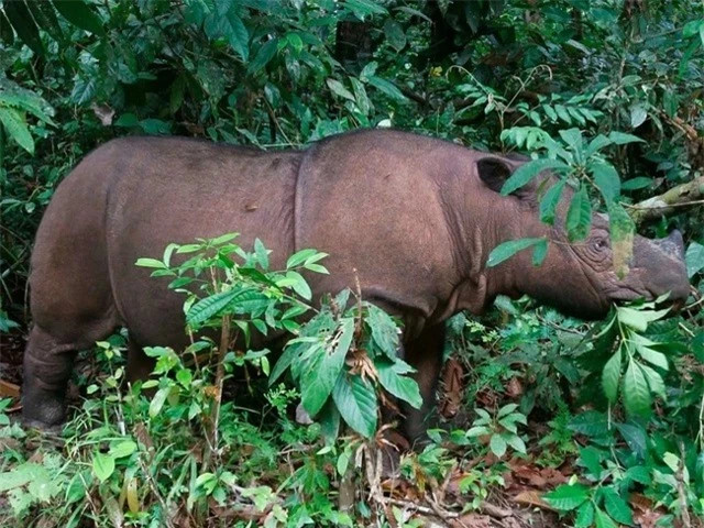 Nạn săn trộm là nguyên nhân chính khiến tê giác Sumatra ngày càng ít đi. Các nhà khoa học đánh giá, khoảng 10 năm nữa tê giác sẽ vĩnh viễn biến mất.