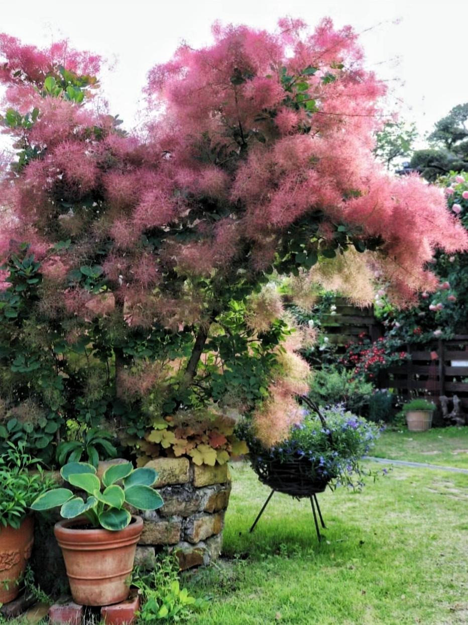 Cây cảnh này nở hoa từ tháng 5 đến tháng 6 hàng năm, hoa rất nhỏ, thường có màu hồng hoặc xanh nhạt như phô mai. Điều thú vị là những bông hoa của cây khói rất nhỏ và không bắt mắt. Điều hấp dẫn là những chiếc cuống có lông của nó khi nở khắp cây sẽ trở thành một cây khói thật đẹp. Ảnh minh họa Toutiao 