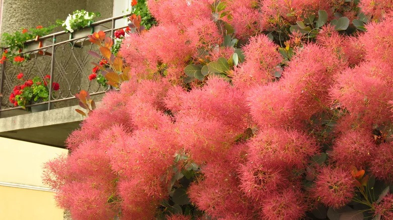  Cuống hoa mỏng mảnh, những sợi lông mơ màng của nó giống như một nắm sương sớm. Có người còn gọi nó là “người tình trong sương”. Đáng nói, đám mây bồng bềnh này tồn tại lâu dài, nó lơ đãng ở trên cây bụi suốt mùa hè. Ảnh minh họa housedigest