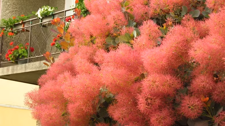  Cuống hoa mỏng mảnh, những sợi lông mơ màng của nó giống như một nắm sương sớm. Có người còn gọi nó là “người tình trong sương”. Đáng nói, đám mây bồng bềnh này tồn tại lâu dài, nó lơ đãng ở trên cây bụi suốt mùa hè. Ảnh minh họa housedigest