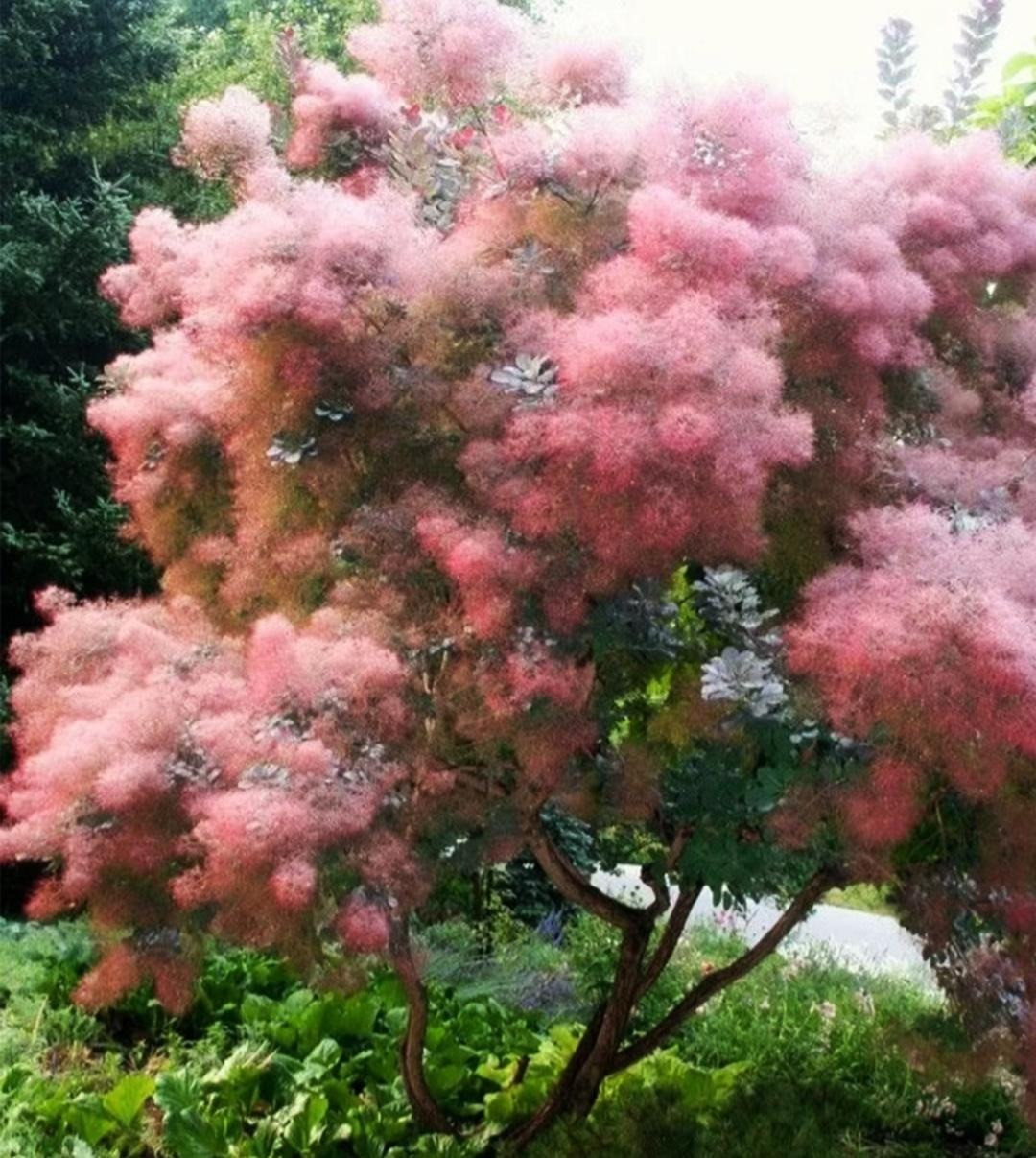  "Cỏ khói" thực ra không phải cỏ mà là một loại cây bụi rậm rạp có nguồn gốc từ Nam Âu và Trung Quốc. Cây cảnh này có tên tiếng Anh là Smoke tree (cây khói) hoặc Smoke bush (bụi khói), royal purple smoke bush (bụi khói hoàng gia hồng), tên khoa học là Cotinus coggygria, thuộc gia đình Đào lộn hột (Anacardiaceae).Ảnh minh họa Toutiao 