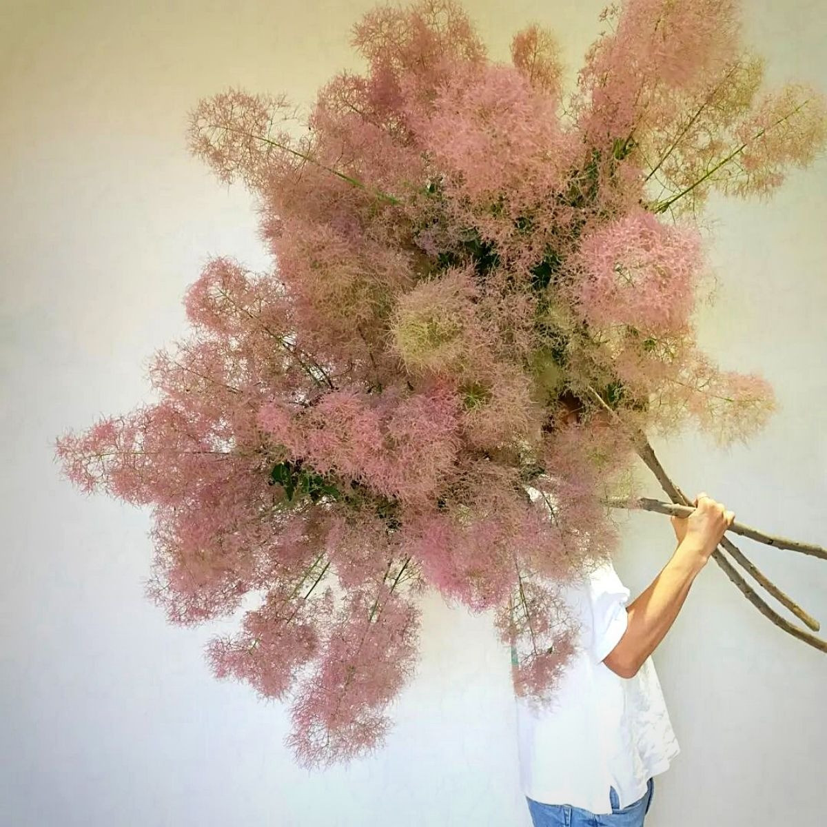 Cây bụi này tạo ra những chùm hoa màu hồng rất đẹp, nhẹ, bồng bềnh như mây khói, nhìn xa giống như đám mây hồng, lại như chùm kẹo bông rực rỡ, hấp dẫn. Ngoài ra, cây cảnh này này còn có màu xám bạc, nhìn xa càng giống đám khói đang lơ đãng bay lên, rất lãng mạn, xinh đẹp. Ảnh minh họa thursd 