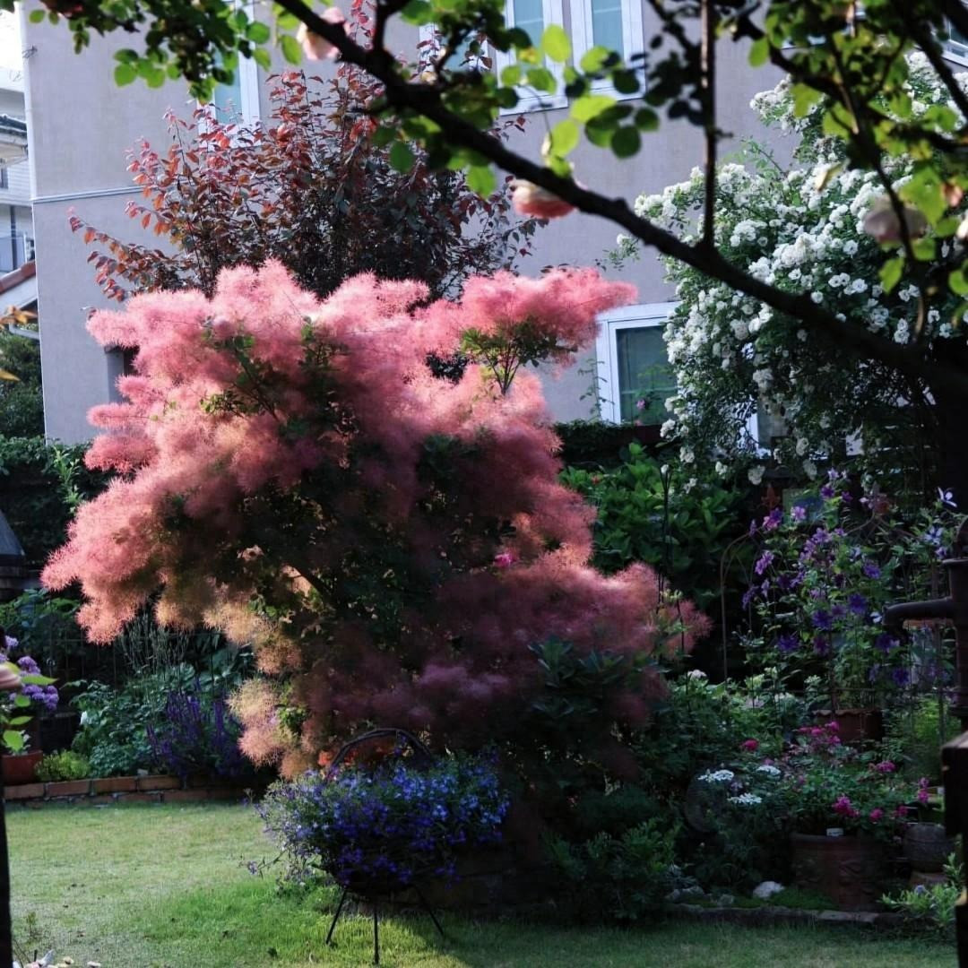  Cây cảnh này có thể cao đến 8m. Nó có những chiếc lá tròn, từ màu xanh đến màu tím tùy thuộc vào giống. Những tán lá rụng lá chuyển sang màu cam tuyệt đẹp vào mùa thu. Cây có thể cao đến 8m. Ảnh minh họa Toutiao