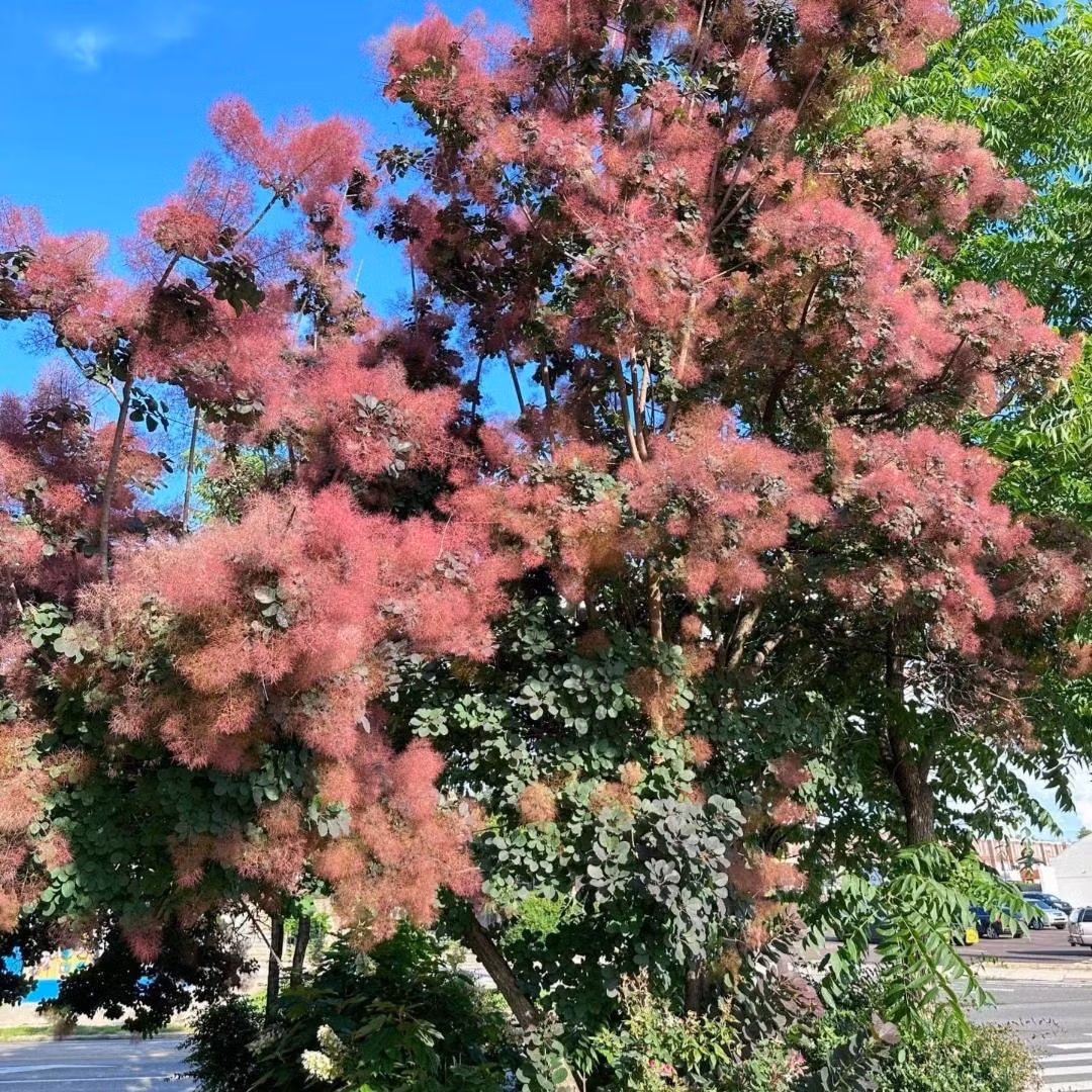  Bụi khói là cây cảnh độc lạ ít người nhìn thấy ở Việt Nam. Nhưng vài năm gần đây, bạn có thể tìm thấy chúng ở 1 số cửa hàng hoa nhập khẩu với tên gọi "cỏ khói Nhật Bản", giá từ vài trăm đến vài triệu đồng. Ảnh minh họa Toutiao