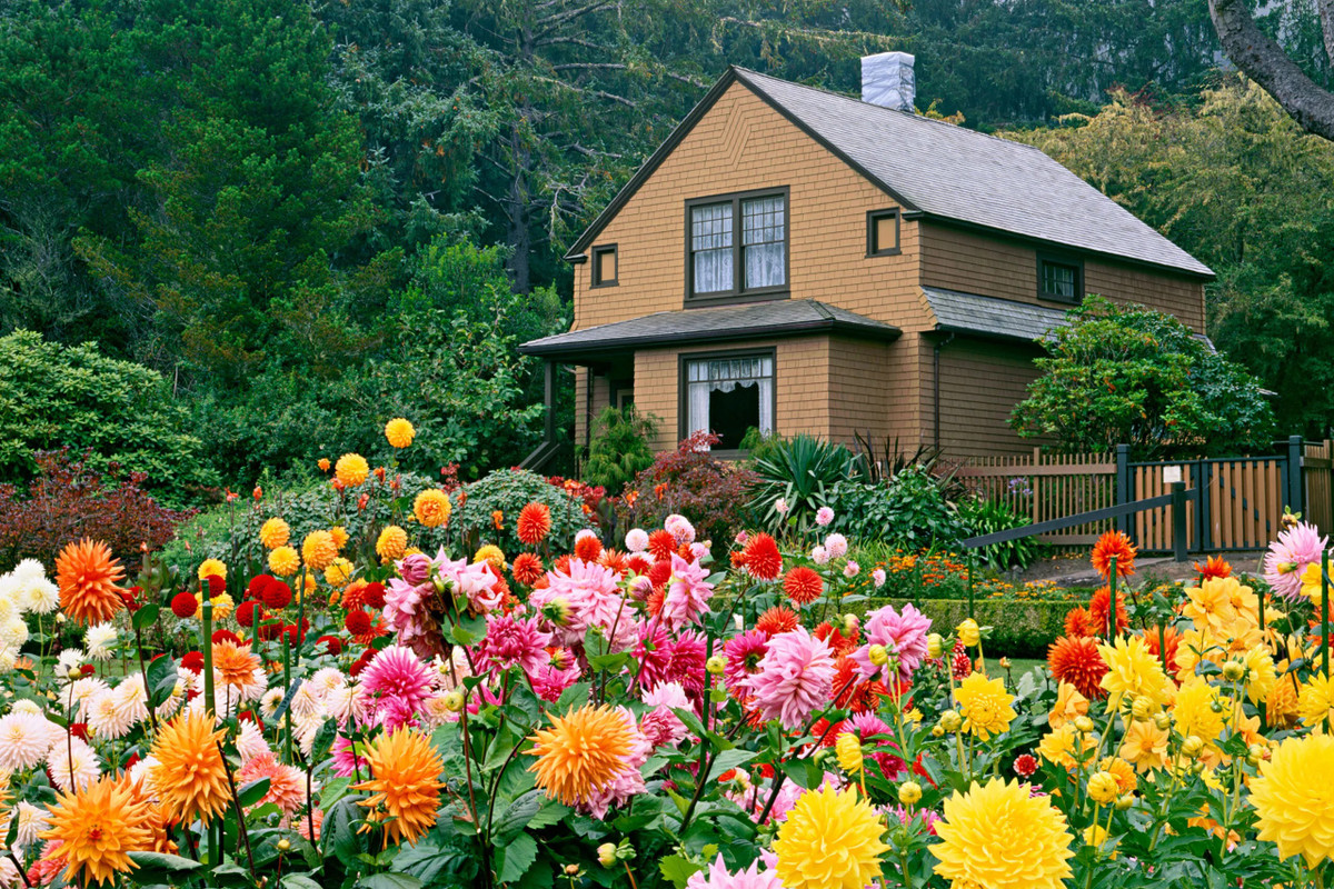 Hoa thược dược đại biểu cho lòng chung thuỷ, sự trường tồn vĩnh cửu. Thế nên việc hoa thược dược thường xuyên được sử dụng trong các lễ cưới mang ý nghĩa cầu mong cho tình yêu đôi lứa sẽ luôn vững bền và mặn nồng qua năm tháng. Ảnh minh hoạ thisoldhouse