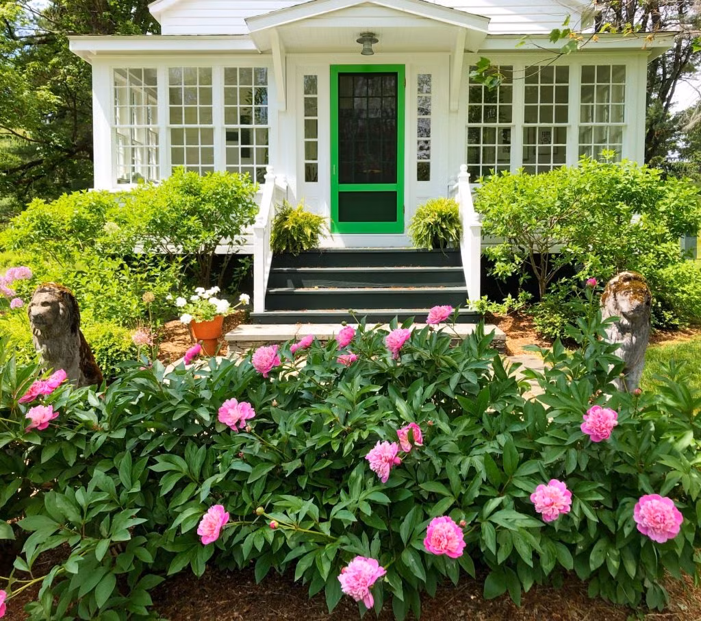 Người xưa khuyên trồng mẫu đơn trước nhà để gia đình, giàu sang, phú quý lâu dài, con cháu phát triển rực rỡ. Loài hoa này kiêu kỳ nhưng chúng lại thực sự rất dễ chăm sóc. Về vị trí đặt, bạn nên chọn cửa sổ có nắng hoặc ban công hướng Nam, thường xuyên tắm nắng cho cây. Ảnh minh hoạ tedkennedywatson 