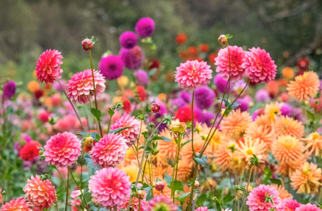 2. Người xưa dặn: Trồng thược dược trước cửa, gia đình thịnh vượng. Thược dược (Dahlias) là loài hoa dân dã mà nhiều người quen thuộc. Chúng cũng là loài hoa tốt lành được trồng phổ biến nhất trên thế giới. Ảnh minh hoạ motherearthnews