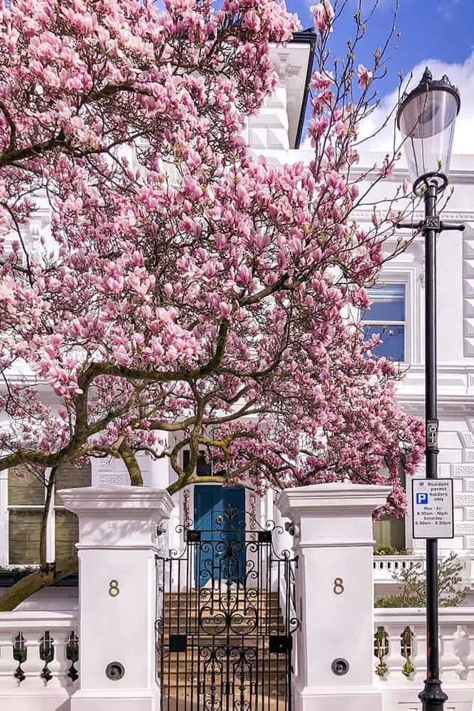  1. Người xưa dặn: Trồng mộc lan trước cửa, việc buôn bán thuận lợi: Mộc lan cây cảnh vừa tráng lệ đồ sộ vừa rực rỡ đáng yêu lại ít phải chăm sóc, là sự bổ sung tuyệt vời cho bất cứ cảnh quan nào. Ảnh minh họa broganabroad4 