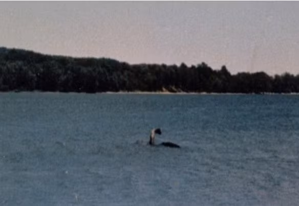 Thuy quai khong lo an nau duoi long ho, khien nguoi dan am anh