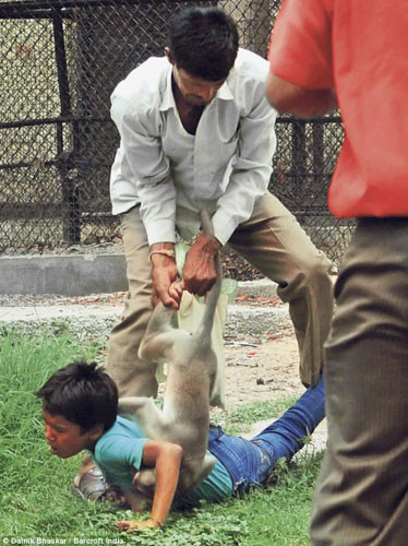 Vụ khỉ tấn công bé trai xảy ra chỉ vài ngày sau vụ một người đàn ông ở huyện Krishnagiri ở Tamil Nadu, Ấn Độ bị gấu tấn công.