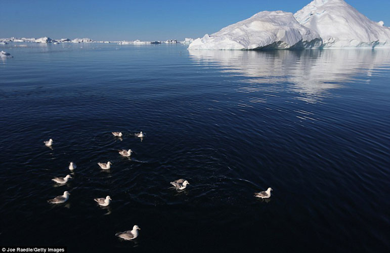 Những con mòng biển bơi gần núi băng trôi bị vỡ khỏi sông băng Jakobshavn.