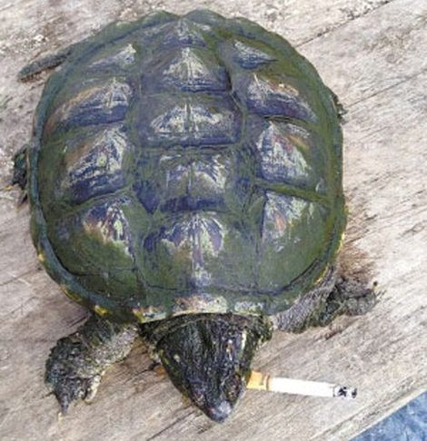 Chú rùa cá sấu nghiện thuốc lá.