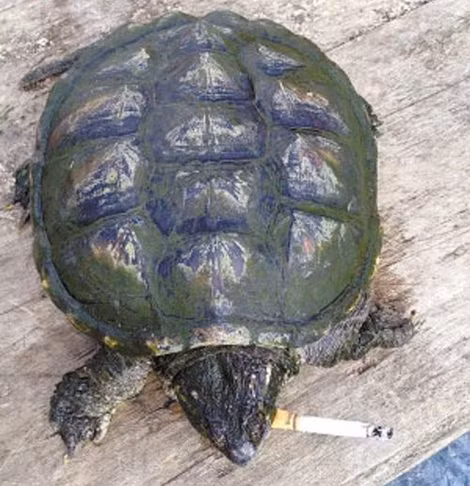 Chú rùa cá sấu nghiện thuốc lá.