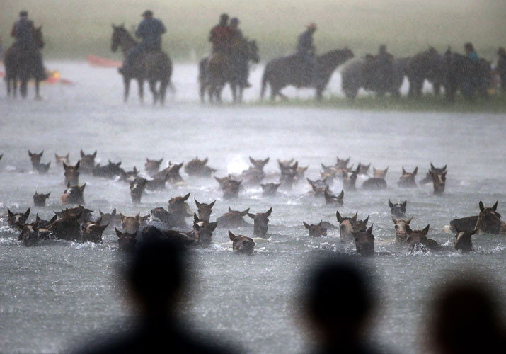 Bầy ngựa hoang đổ xuống lòng sông Assateague trong mưa để bơi từ Đảo Assateague tới Chincoteague ngày 24/7 ở Chincoteague, Virginia.