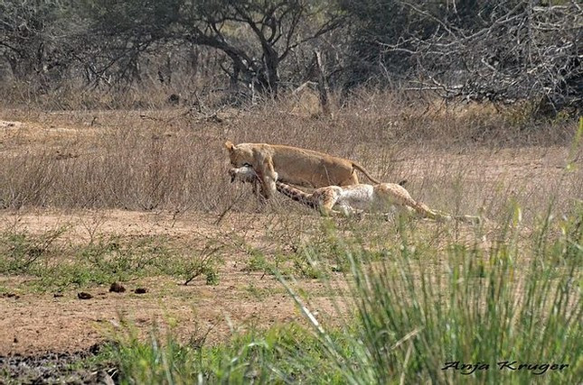 Rồi tha xác con mồi vào nơi mát mẻ rồi từ từ thưởng thức bữa tiệc thịnh soạn. 