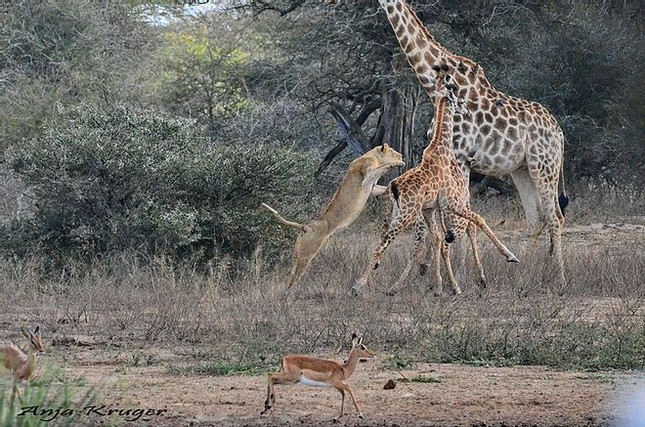 Đây là cơ hội cực kỳ thuận lợi và chú sư tử đã không bỏ qua nó khi nhanh chóng tung người lên không trung vồ mồi.