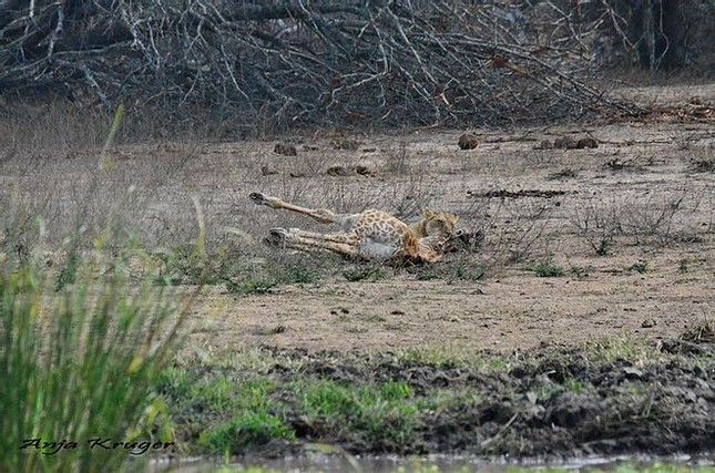 Sau đó, nó liền giết chết con hươu cao cổ.