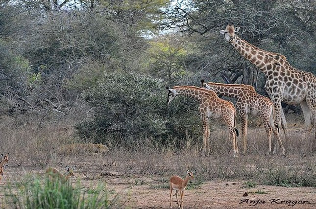 Trong lúc đi kiếm ăn, 3 mẹ con hươu cao cổ đã có cuộc chạm trán không mong muốn với con sư tử. Thế nhưng, thay vì trốn chạy thì chúng lại cố gắng cúi đầu xuống coi cho kỹ kẻ săn mồi.