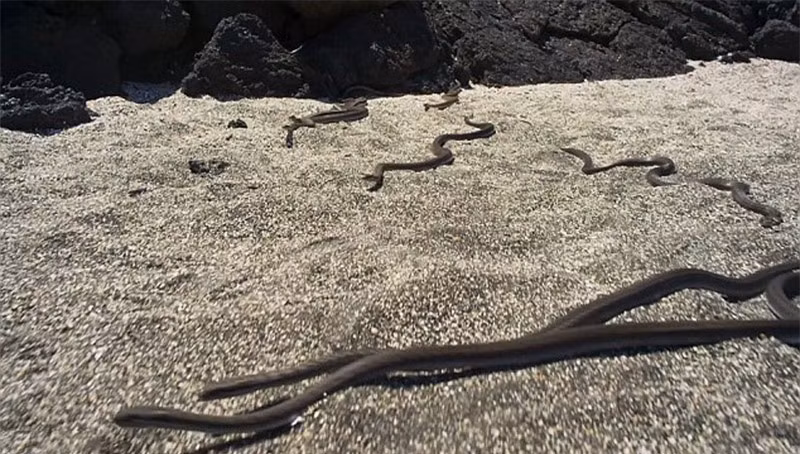 Đàn rắn hàng chục con từ từ tiến về phía kỳ nhông.