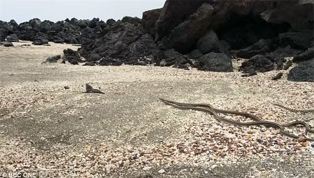 Chú kỳ nhông xui xẻo bắt đầu bỏ chạy.