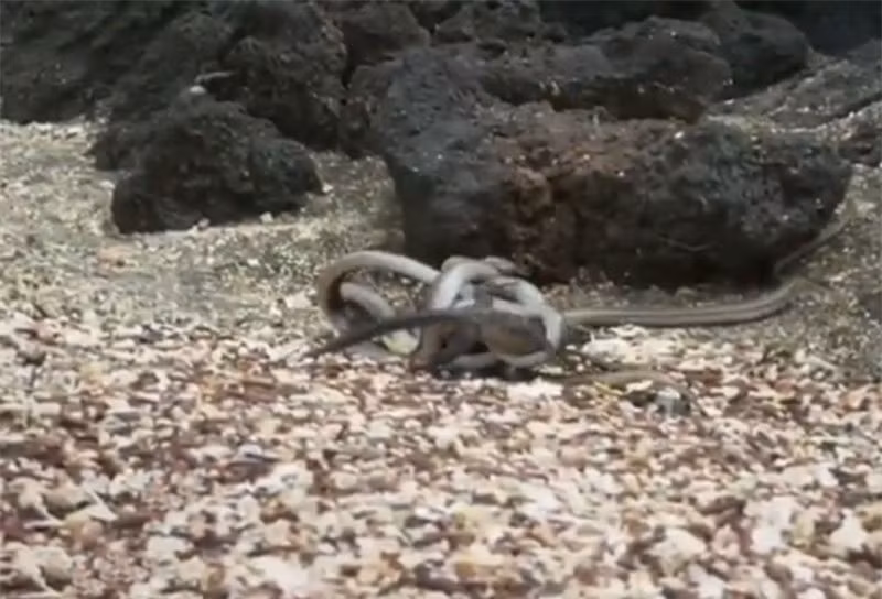 Tuy nhiên, bầy rắn nhanh chóng áp sát và tấn công về phía kỳ nhông. Con mồi bị lũ rắn cuộn tròn thành 1 cục.