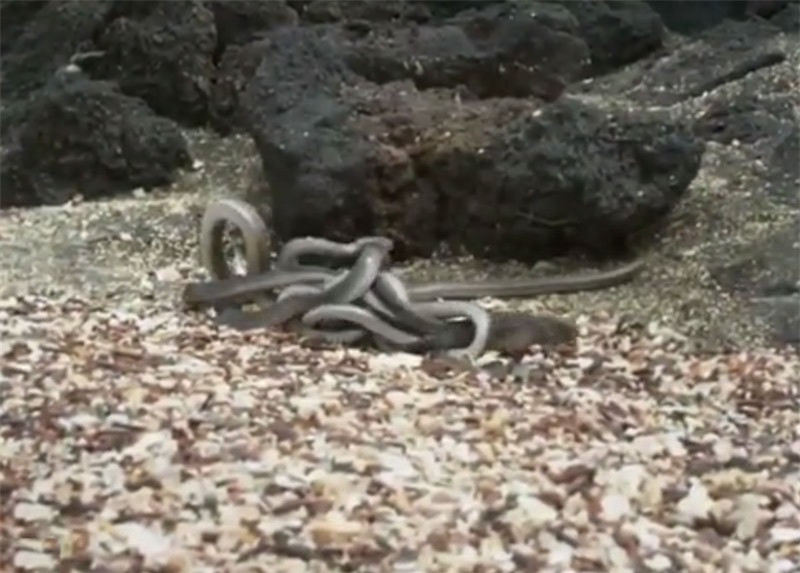 Tuy nhiên, chú kỳ nhông rất bình tĩnh khi đối diện với cái chết. Chú hết sức vùng vẫy để thoát khỏi bầy rắn.