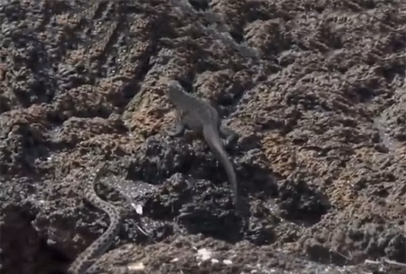 Đến cuối cùng, nó vẫn thoát được sự truy đuổi của bầy rắn.