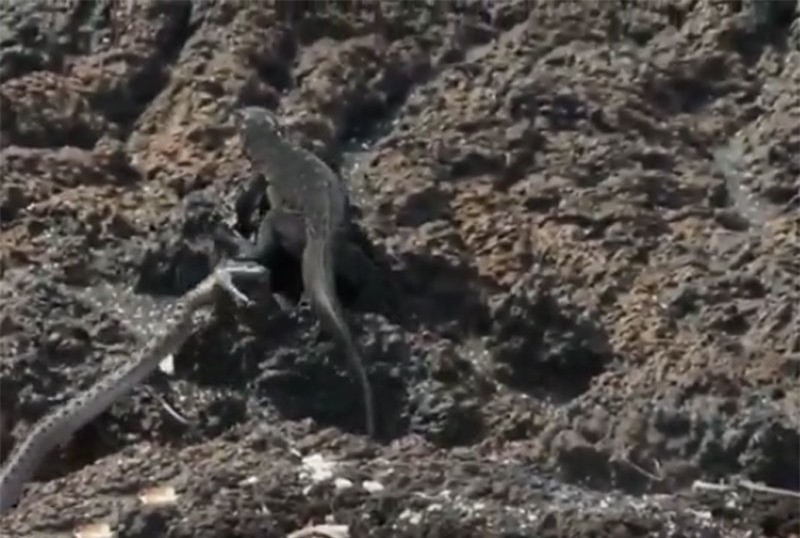 Chú kỳ nhông nhanh chóng bỏ chạy, mặc cho bầy rắn đuổi theo.