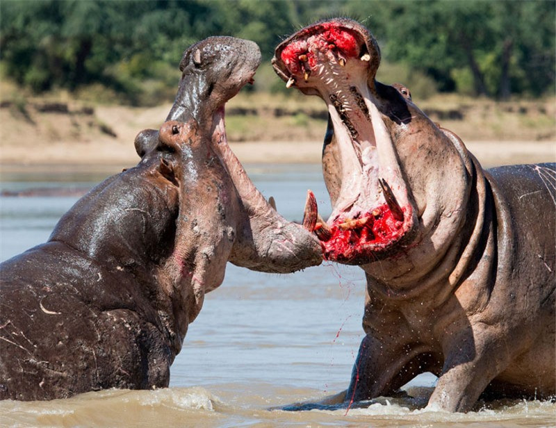Những cú ngoạm với hàm răng sắc nhọn của hà mã khiến đối phương đau đớn, đổ máu.