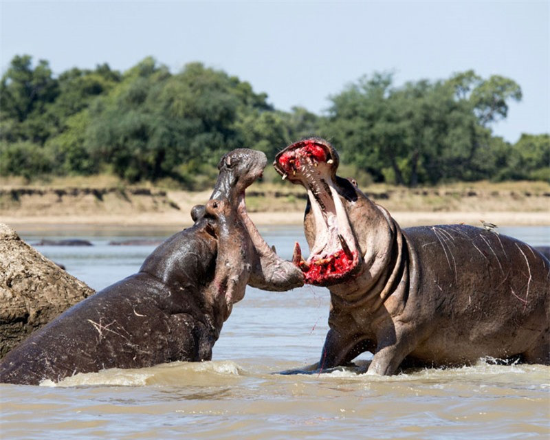 Hai con hà mã này chẳng ai chịu nhường ai. Máu me chảy đầy miệng vì cuộc chiến này.