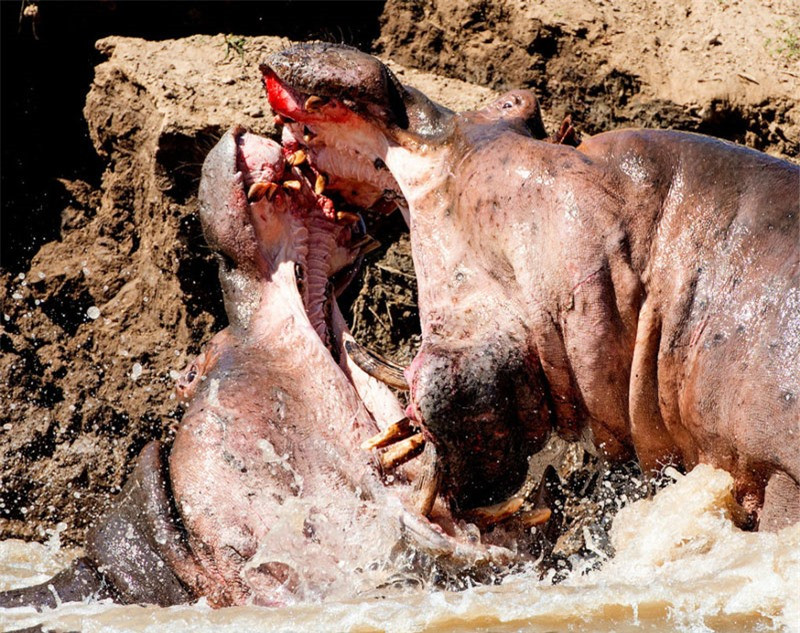 Chúng đánh nhau giữa sông cho tới bờ.