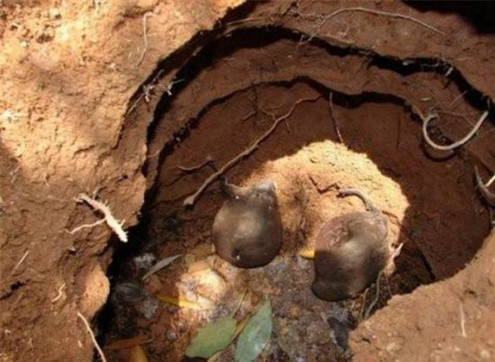 Đào tổ kiến phát hiện loài nấm cực kỳ quý hiếm - Hình 2 Dao to kien phat hien loai nam cuc ky quy hiem-Hinh-2