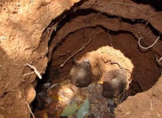 Dao to kien phat hien loai nam cuc ky quy hiem-Hinh-2