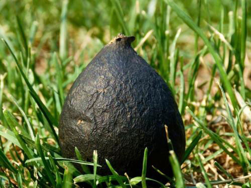 Dao to kien phat hien loai nam cuc ky quy hiem