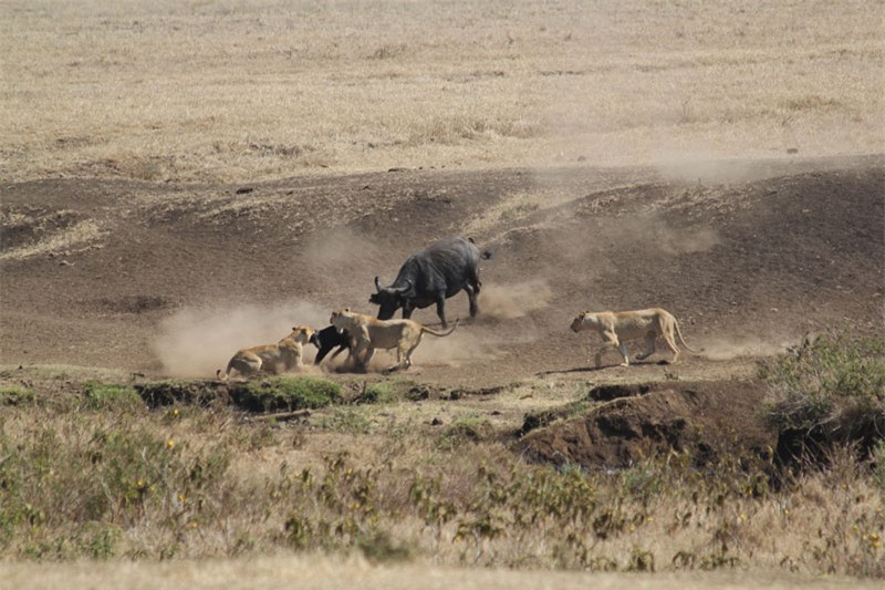 Video: Trau rung tan cong su tu, giai cuu dong loai-Hinh-2