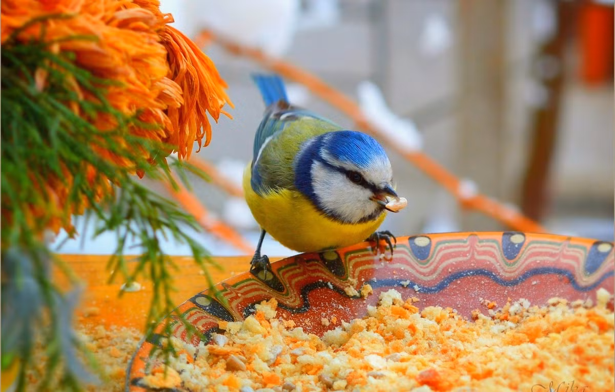 Ai sinh thang Am nay khoi dau thuan loi trong thang 5, cuc phat dat-Hinh-4