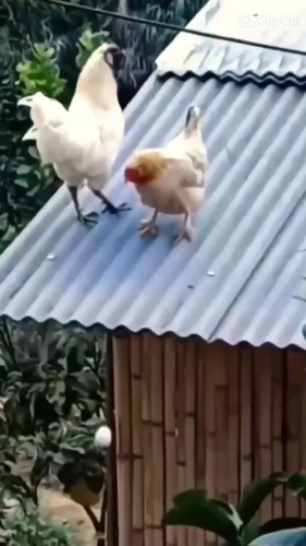 Tien dao Tottenham khoe ban gai moi theo cach 'ky la'-Hinh-2